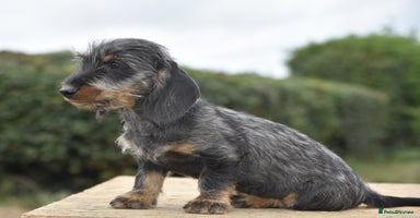Dachshund dogs - Advert 12