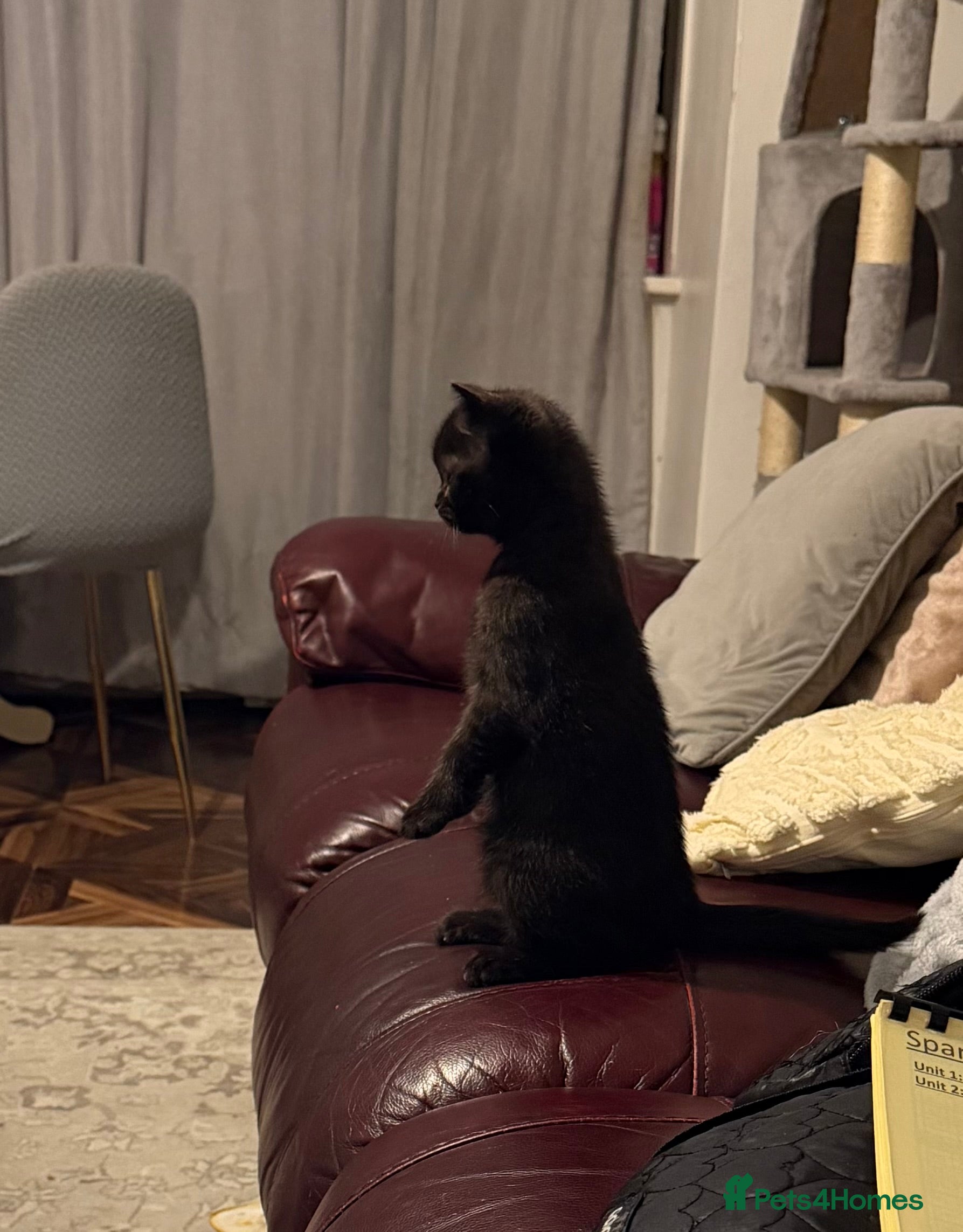 British Shorthair cats Last kitten - Dark Chocolate BSH - Advert 13