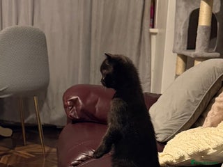 British Shorthair cats Last kitten - Dark Chocolate BSH - Advert 14