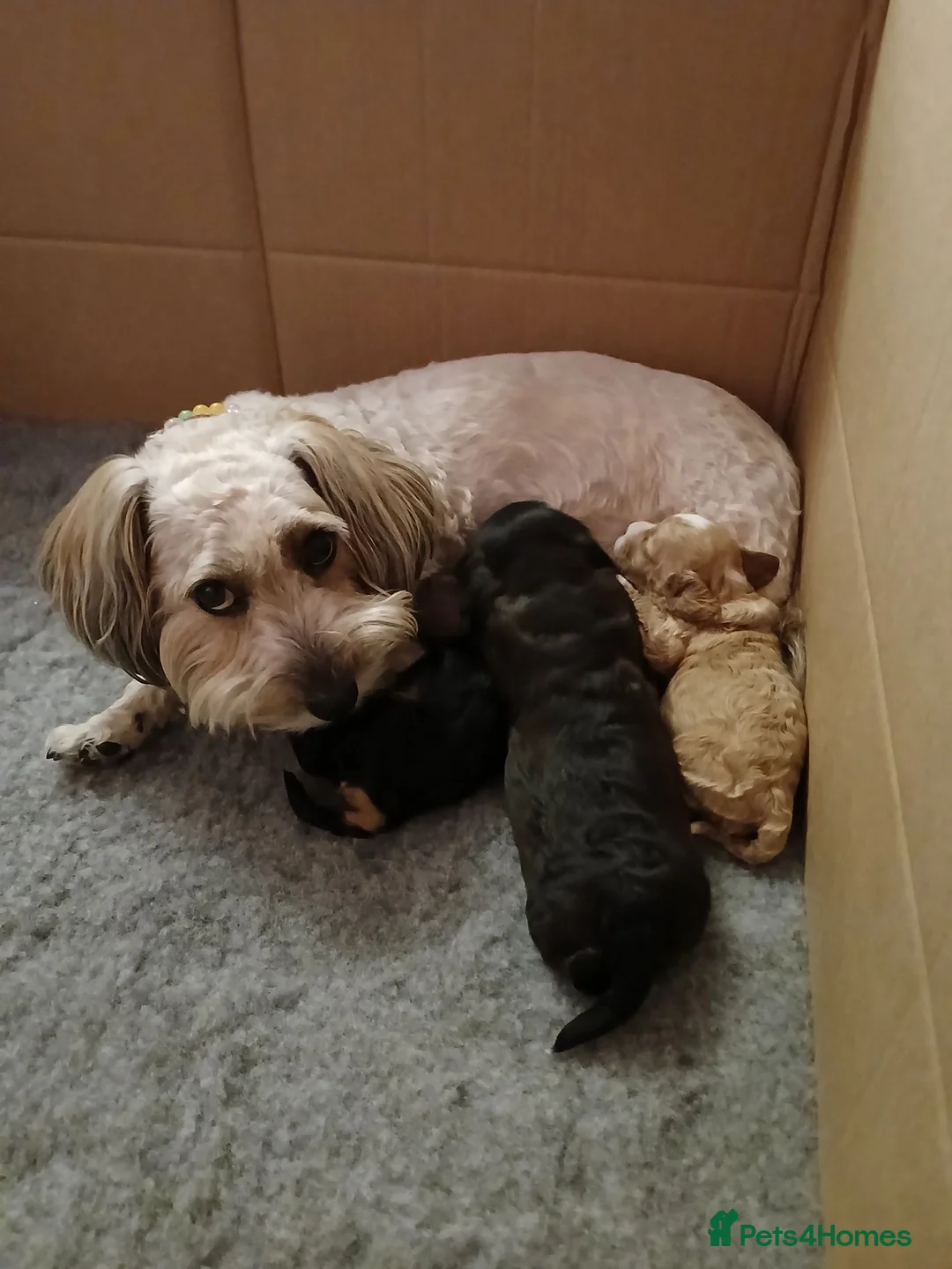 Cavapoo dogs for sale: Cavapoo Puppy in Gosport - Advert 1