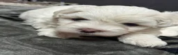 Maltese dogs for sale: Maltese puppies ready now - Advert 2