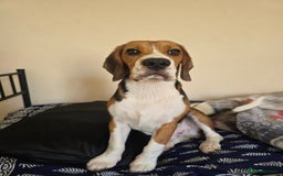 Beagle dogs for sale: Rehome my dog - Image 1