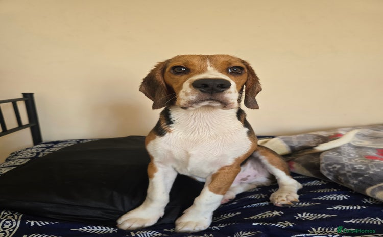 Beagle dogs - Advert 16