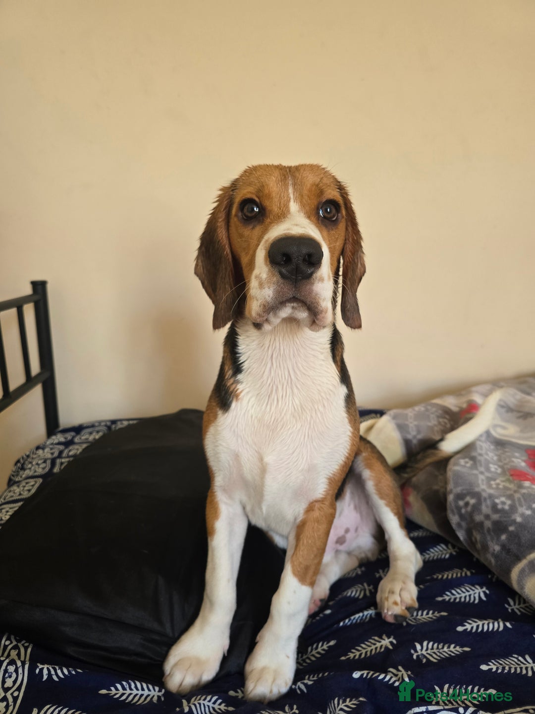 Beagle dogs for sale: Rehome my dog - Image 1