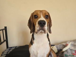 Beagle dogs - Advert 16