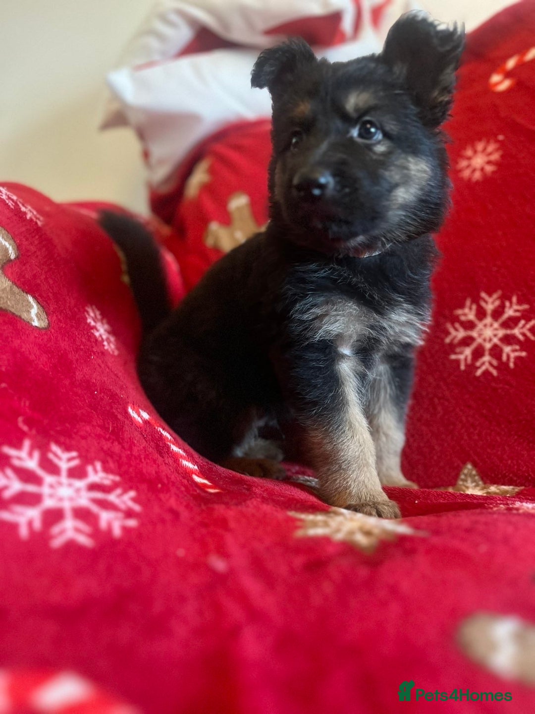 German Shepherd dogs for sale: German shepherd puppies  - Advert 6