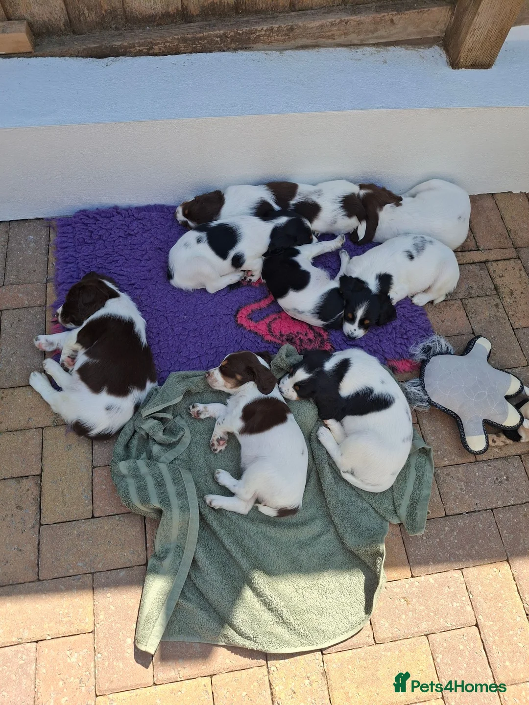 English Springer Spaniel dogs for sale: Tri colour English Springer spaniel - Advert 3