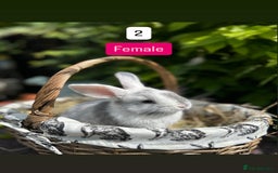 Mini Lop rabbits for sale: Baby Rabbits (ready to reserve) - Image 2