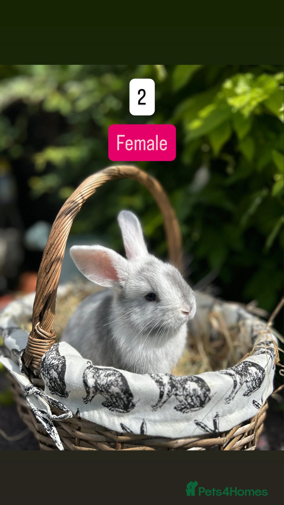 Mini Lop rabbits for sale: Baby Rabbits (ready to reserve) - Image 2