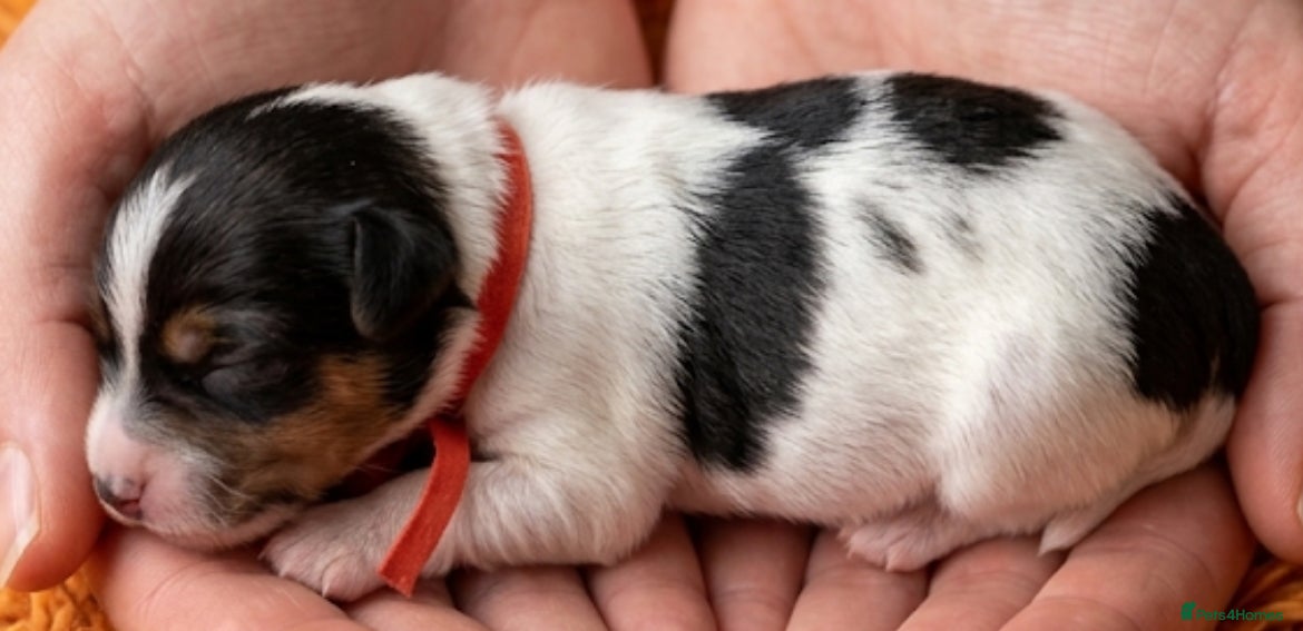 Yorkshire Terrier dogs Adorable Biewer Yorkshire Terriers - Advert 18