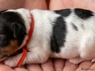 Yorkshire Terrier dogs Adorable Biewer Yorkshire Terriers - Advert 18