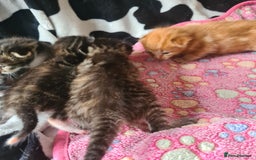 Mixed Breed cats for sale: really beautiful mixed litter - Image 10