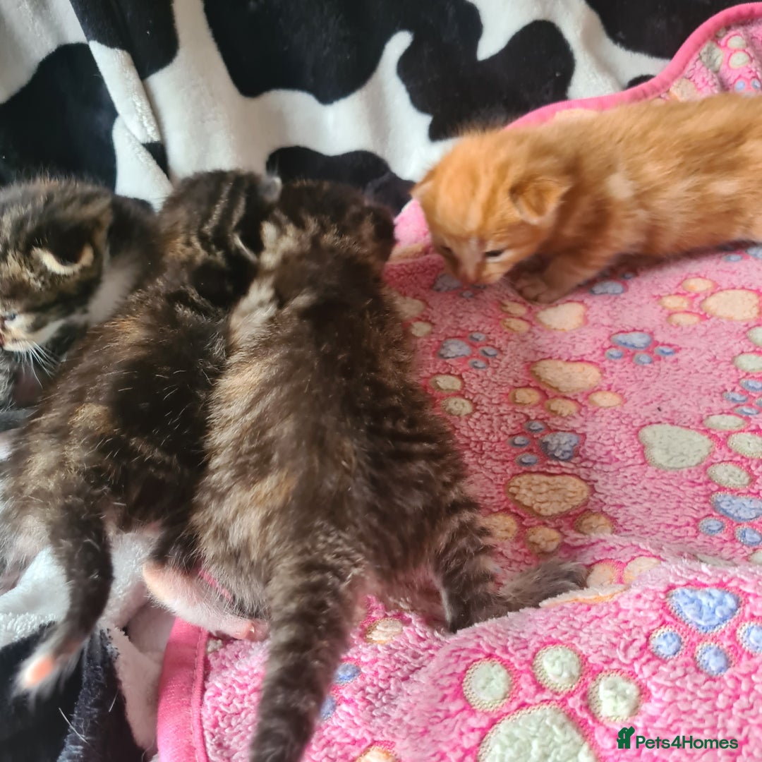 Mixed Breed cats for sale: really beautiful mixed litter - Image 10