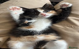 Domestic Shorthair cats for sale: 3 adorable kittens - Image 3