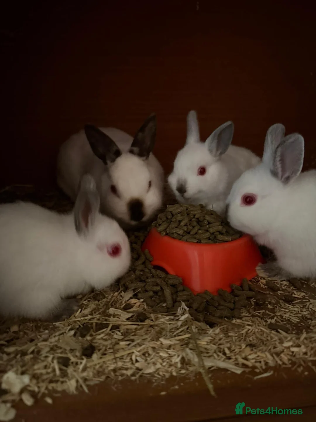 Netherland Dwarf rabbits for sale: Tiny Netherlands Dwarfs Ready Now  - Advert 2