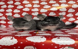 Chinchilla rodents for sale: Male Chinchilla  - Image 1