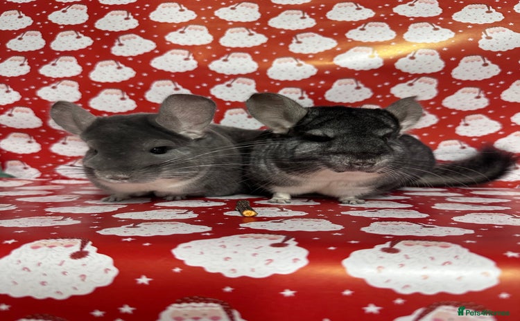 Chinchilla rodents - Advert 1