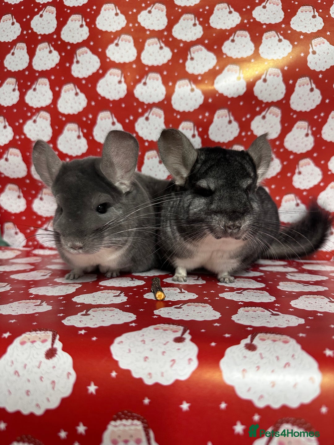 Chinchilla rodents for sale: Male Chinchilla  - Image 1