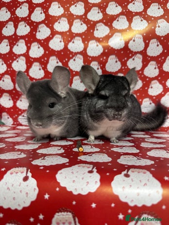 Chinchilla rodents - Advert 2