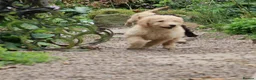 Labradoodle dogs for sale: Beautiful Third-Generation Labradoodle Puppie - Advert 37