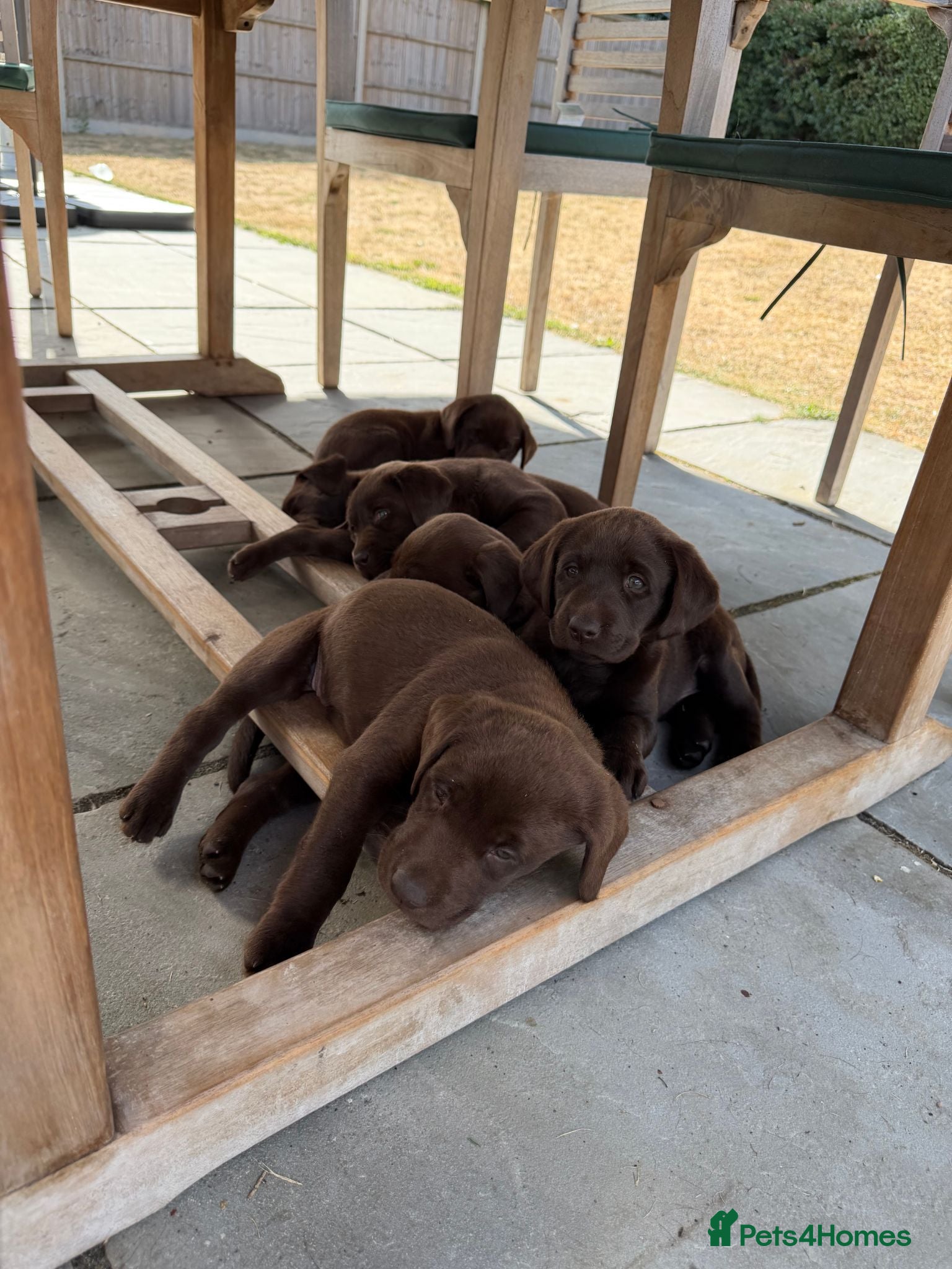 Labrador Retriever dogs Chocolate Labrador puppies - Advert 1
