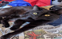 Domestic Shorthair cats for sale: 2 males 1 female  - Image 3