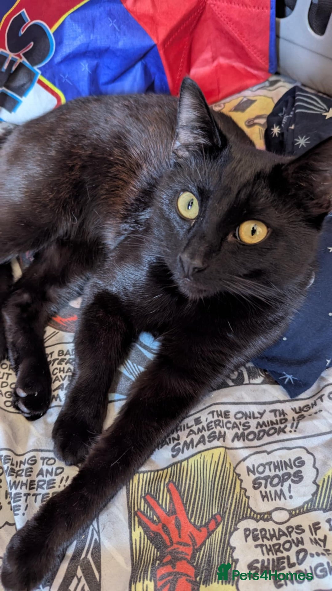 Domestic Shorthair cats for sale: 2 males 1 female  - Image 3