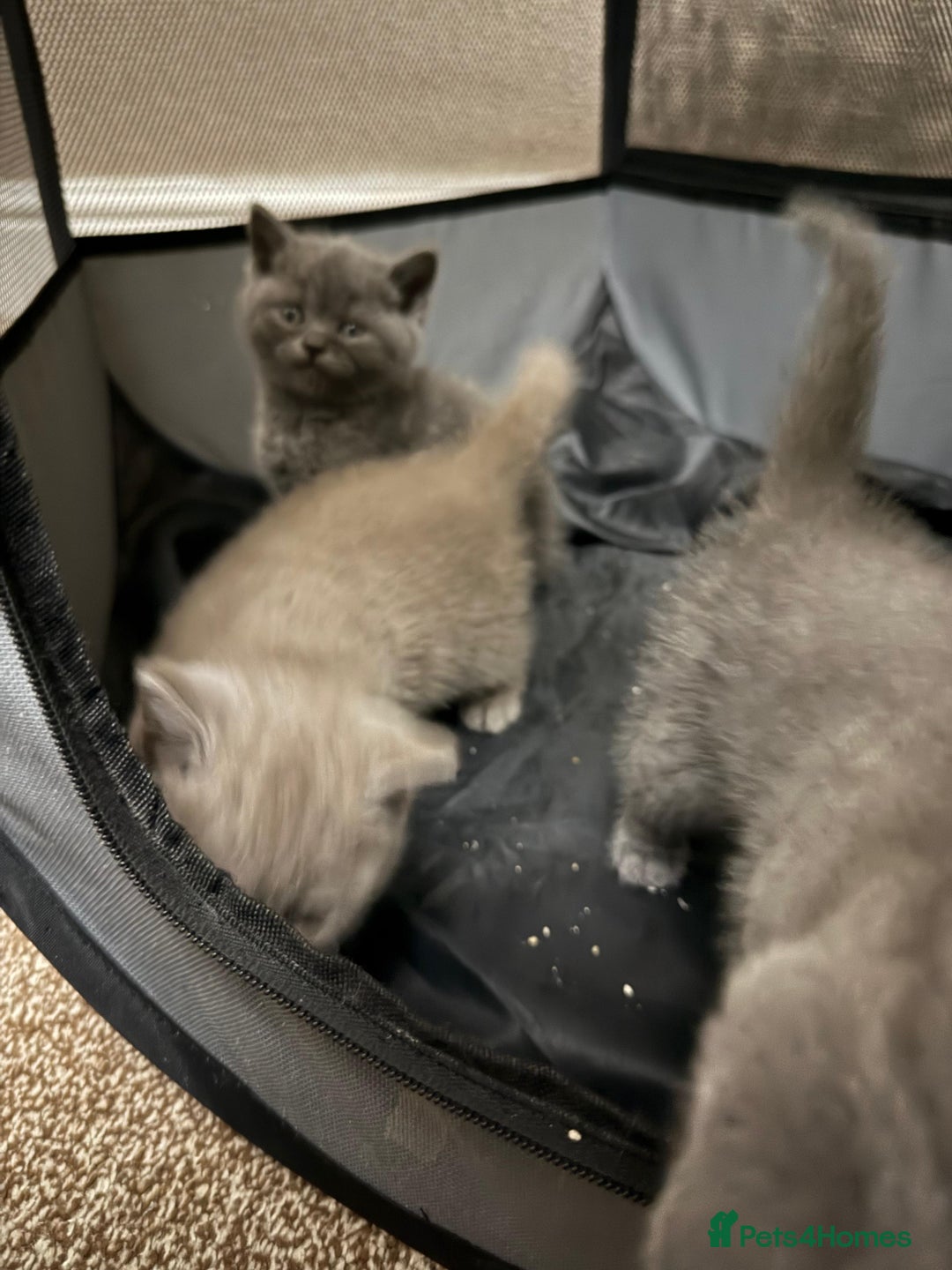 British Shorthair cats for sale: British Shorthair kitten  - Image 36
