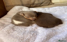 Jack Russell dogs for sale: Gorgeous Miniature Jack Russell Puppies For Sale - Image 15