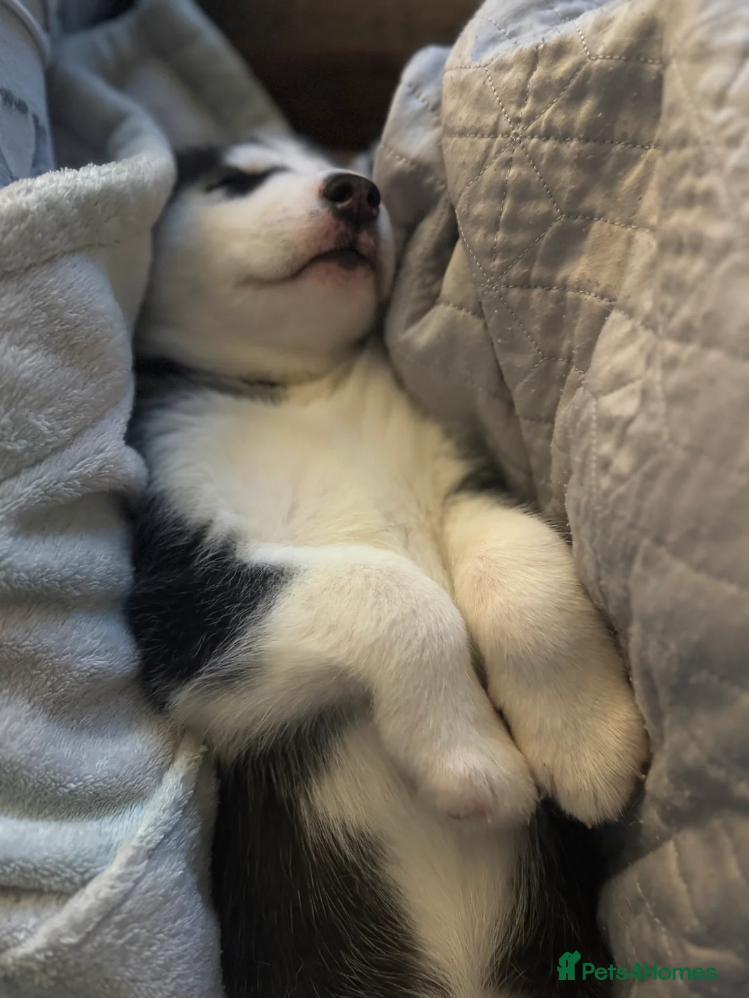 Siberian Husky dogs for sale: 2 husky pups for sale  - Advert 24