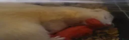 Ferret rodents for sale: 3 male ferrets - Advert 5
