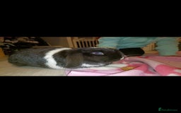 Mini Lop rabbits for sale: Mini lop rabbit - Image 1