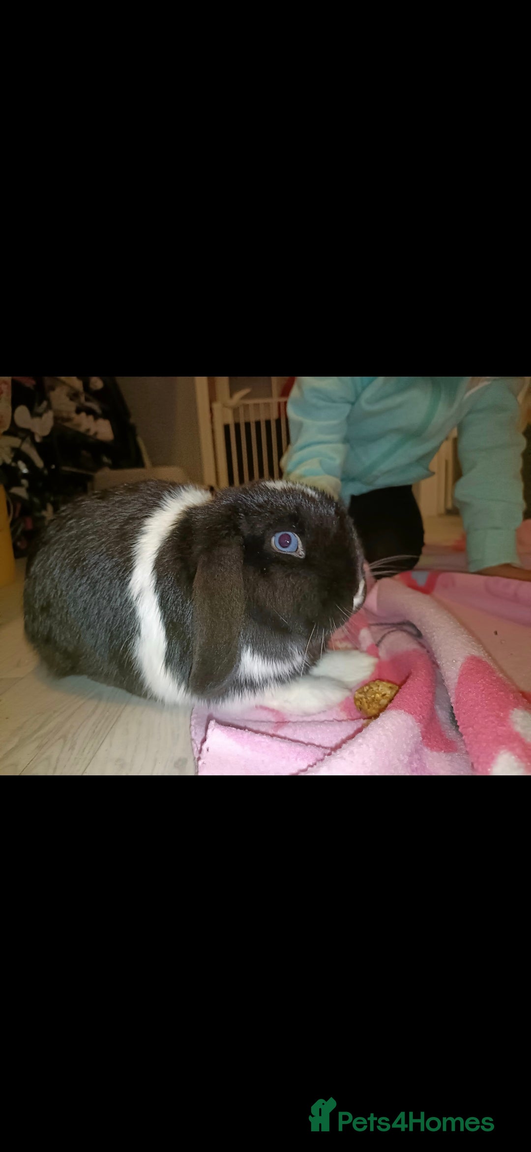 Mini Lop rabbits for sale: Mini lop rabbit - Image 1