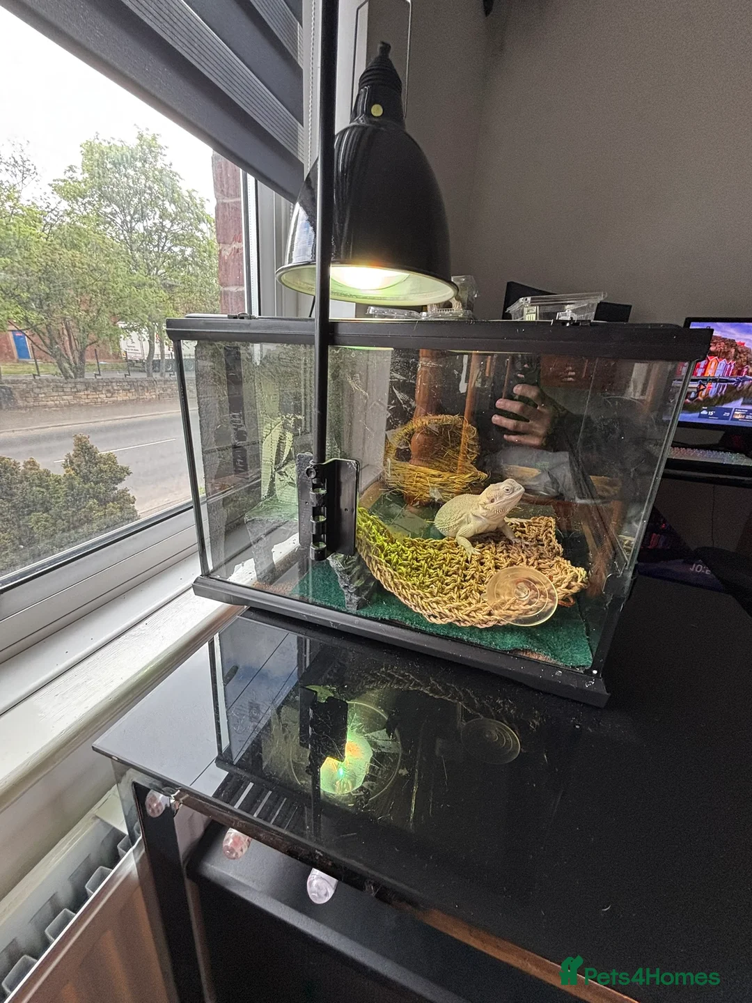 Bearded Dragon reptiles for sale: Zero Morph (RARE) Bearded Dragon in Ossett - Advert 14