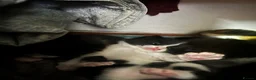 Mixed Breed cats for sale: 2 black and white kittens - Advert 8