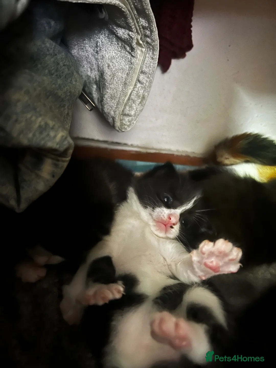 Mixed Breed cats for sale: 2 black and white kittens - Advert 8