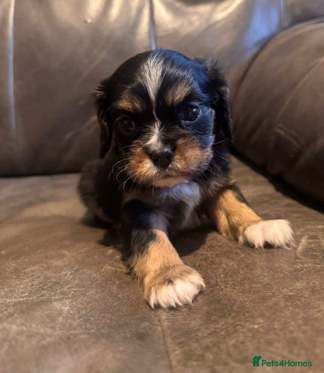 Cavalier King Charles Spaniel dogs for sale: Ready now :) 1 little boy - Image 6