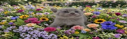 British Shorthair cats for sale: British shorthair pedigree kittens for sale  - Advert 1