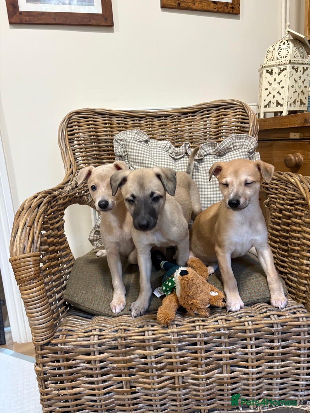 Whippet dogs for stud: Whippet Dog at Stud in Swadlincote - Advert 5