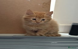 Maine Coon cats for sale: Stunning Kitten Mainecoon Girls - Image 18