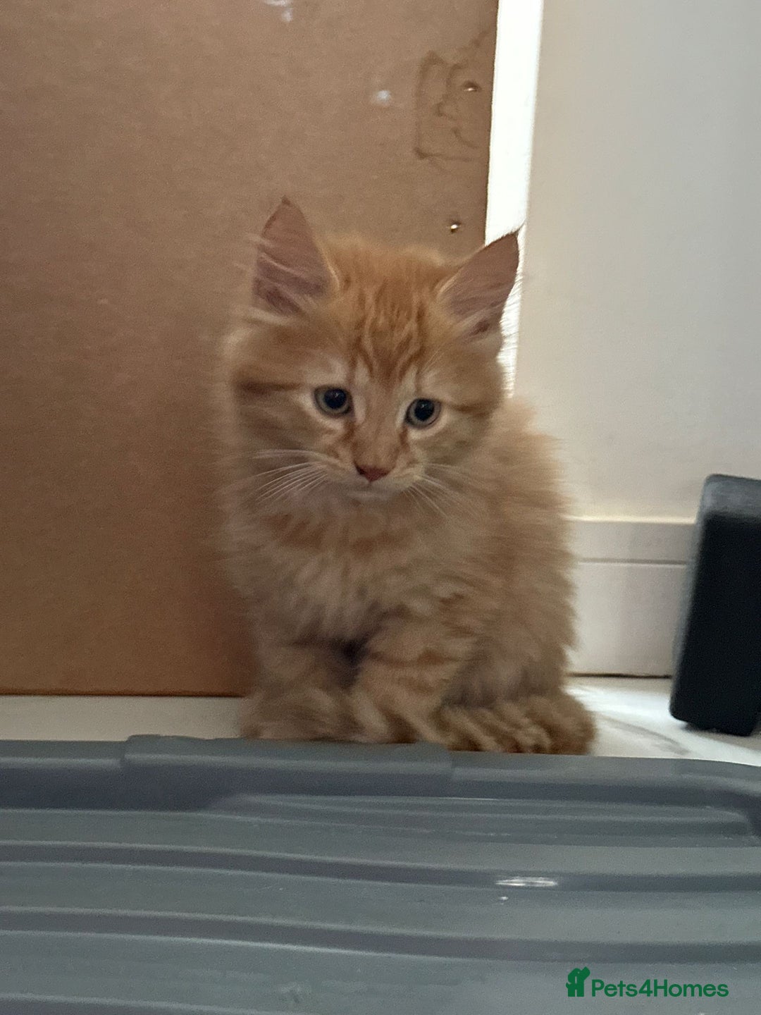 Maine Coon cats for sale: Stunning Kitten Mainecoon Girls - Image 18