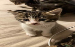 Mixed Breed cats for sale: 3 beautiful kittens - Image 4