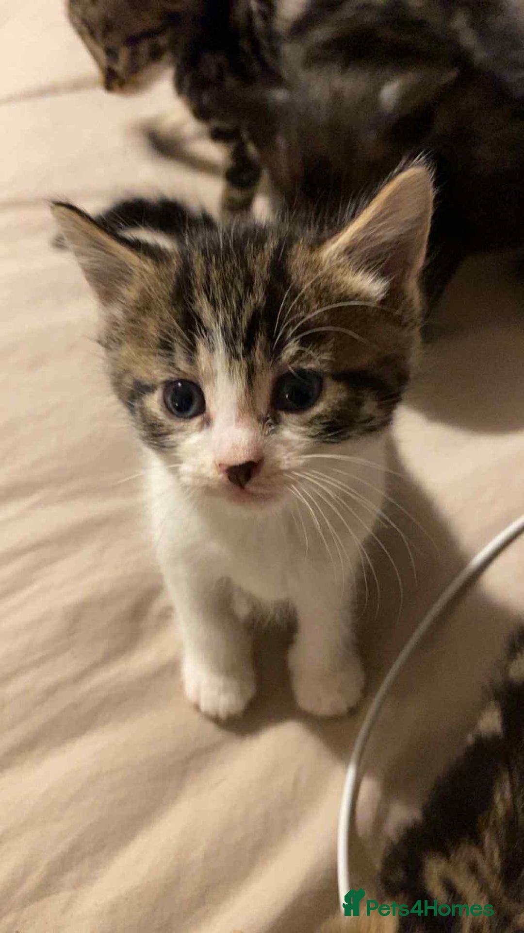 Mixed Breed cats for sale: 3 beautiful kittens - Image 4
