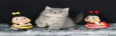 British Shorthair 2