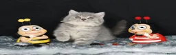 British Shorthair cats for sale: Tica registered British Shorthair kittens  - Advert 25