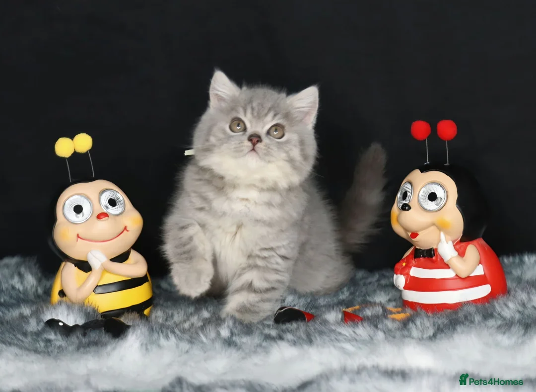 British Shorthair cats for sale: Tica registered British Shorthair kittens  - Advert 25