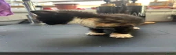 Mixed Breed cats for sale: Half bengal kittens  - Advert 6
