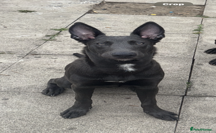 Mixed Breed dogs - Advert 8