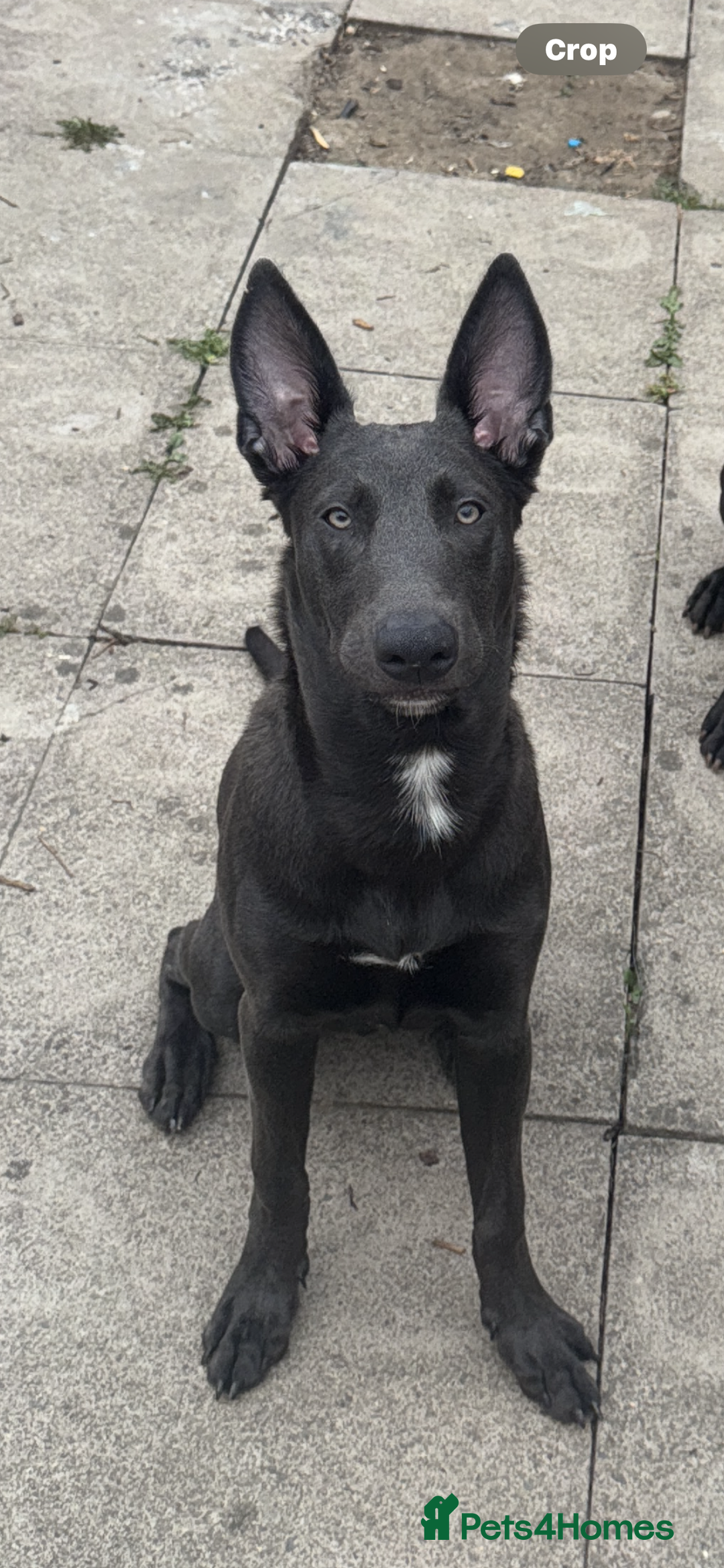 Mixed Breed dogs for sale: Blue short hair German shepherd  - Image 1