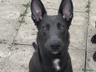 Mixed Breed dogs - Advert 2